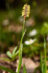 Carex pilosa 05