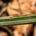 Carex pilosa 06