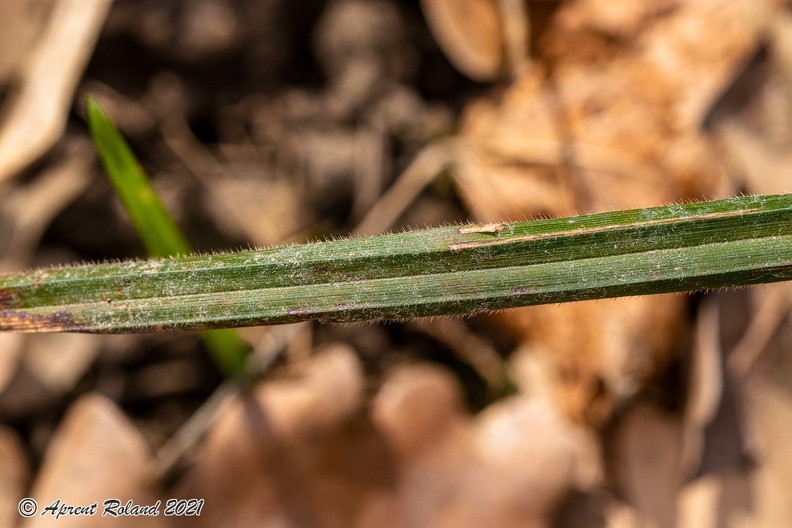 Carex_pilosa_07.jpg