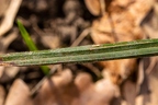 Carex pilosa 07