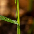 Carex pilosa 10