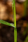 Carex pilosa 10