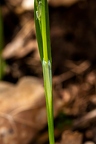 Carex pilosa 08