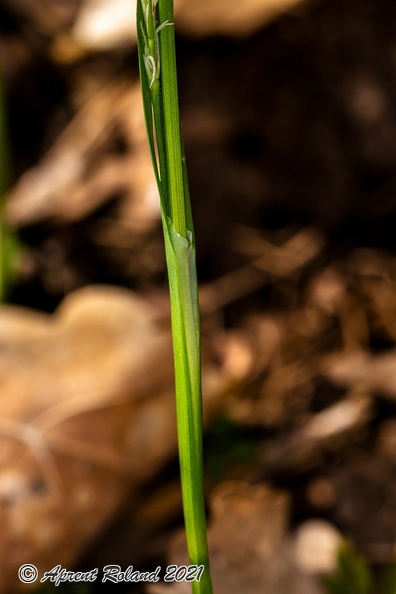 Carex pilosa 09
