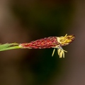Carex pilosa 11