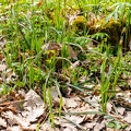 Carex pilosa 12