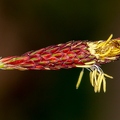 Carex_pilosa_16.jpg