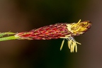 Carex pilosa 16