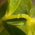 Helleborus viridis 0 2