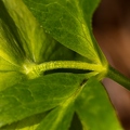 Helleborus viridis 0 4
