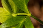 Helleborus viridis 0 4