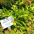 Helleborus viridis 0 5