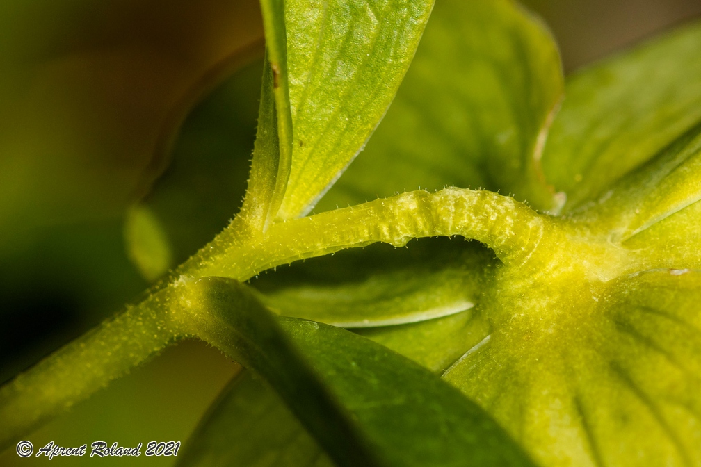 Helleborus viridis 0 6