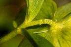 Helleborus viridis 0 6