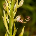 Himantoglossum adriaticum 06