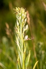 Himantoglossum adriaticum 10