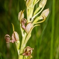Himantoglossum adriaticum 11