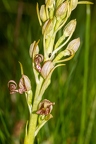 Himantoglossum adriaticum 11