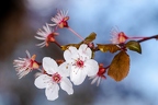 Prunus cerasifera 2
