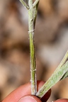 Adenostyles leucophylla 05