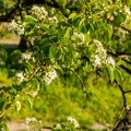 Prunus mahaleb 06