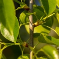 Prunus mahaleb 08