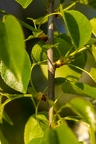 Prunus mahaleb 08