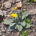 Crepis pygmaea 04