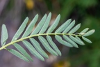 Astragalus penduliflorus 1