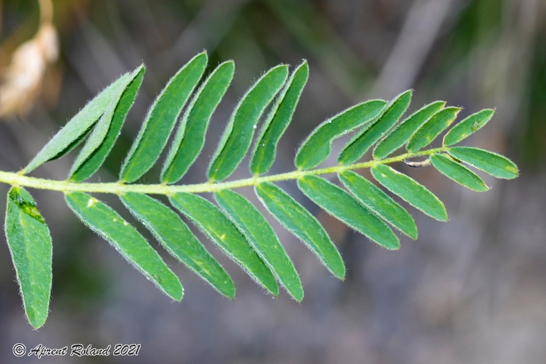 Astragalus penduliflorus 2