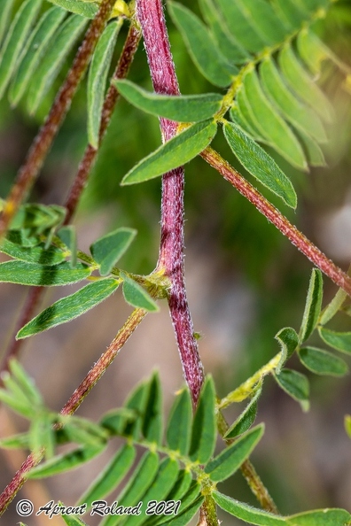 Astragalus_penduliflorus_3.jpg