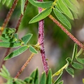 Astragalus penduliflorus 3