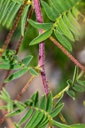 Astragalus penduliflorus 3
