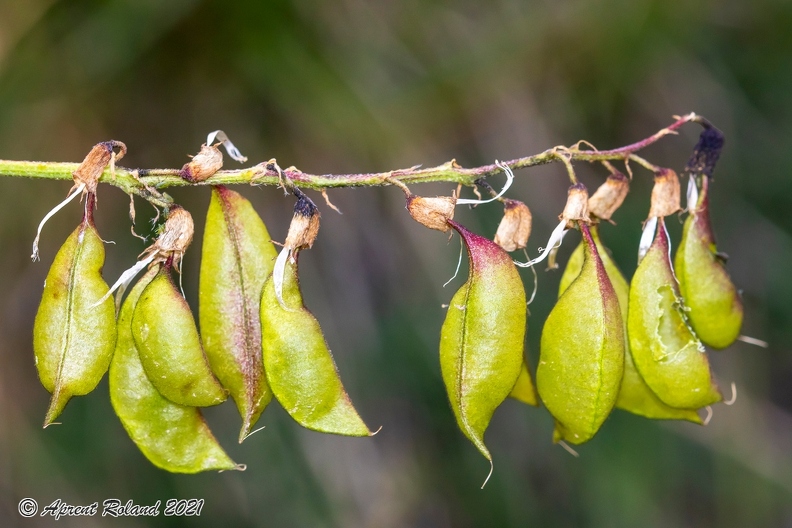 Astragalus penduliflorus 4