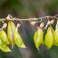 Astragalus penduliflorus 4