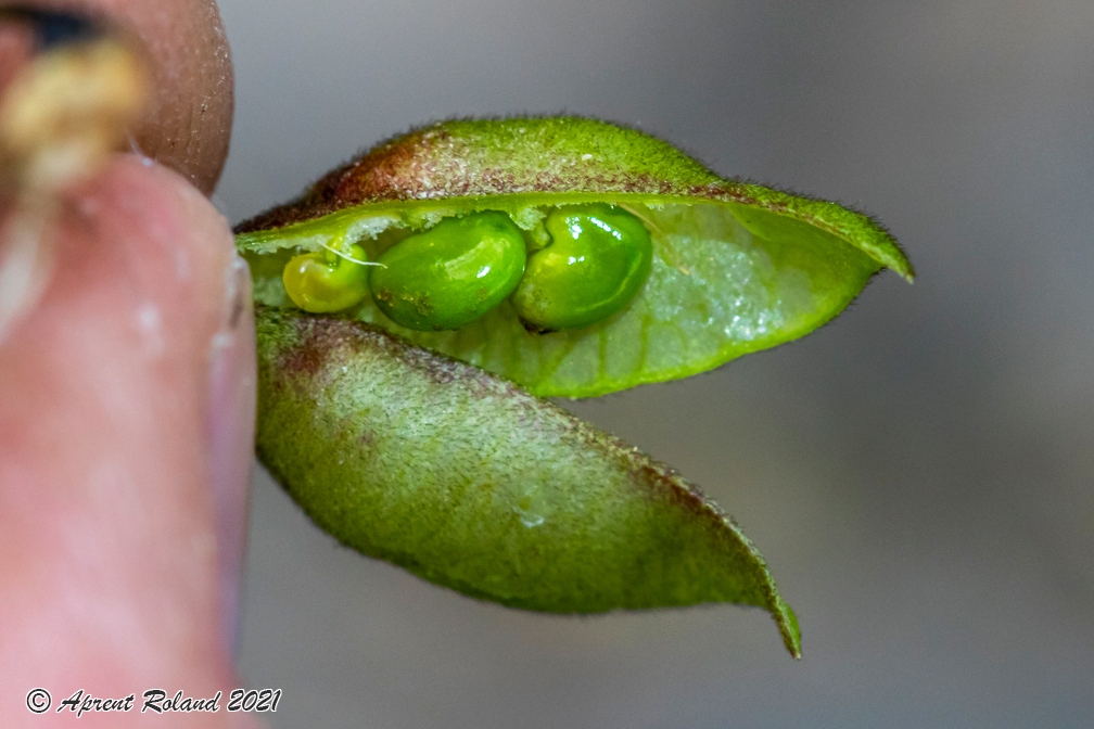 Astragalus penduliflorus 5