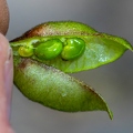 Astragalus penduliflorus 5