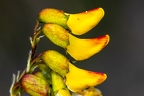 Astragalus penduliflorus 6