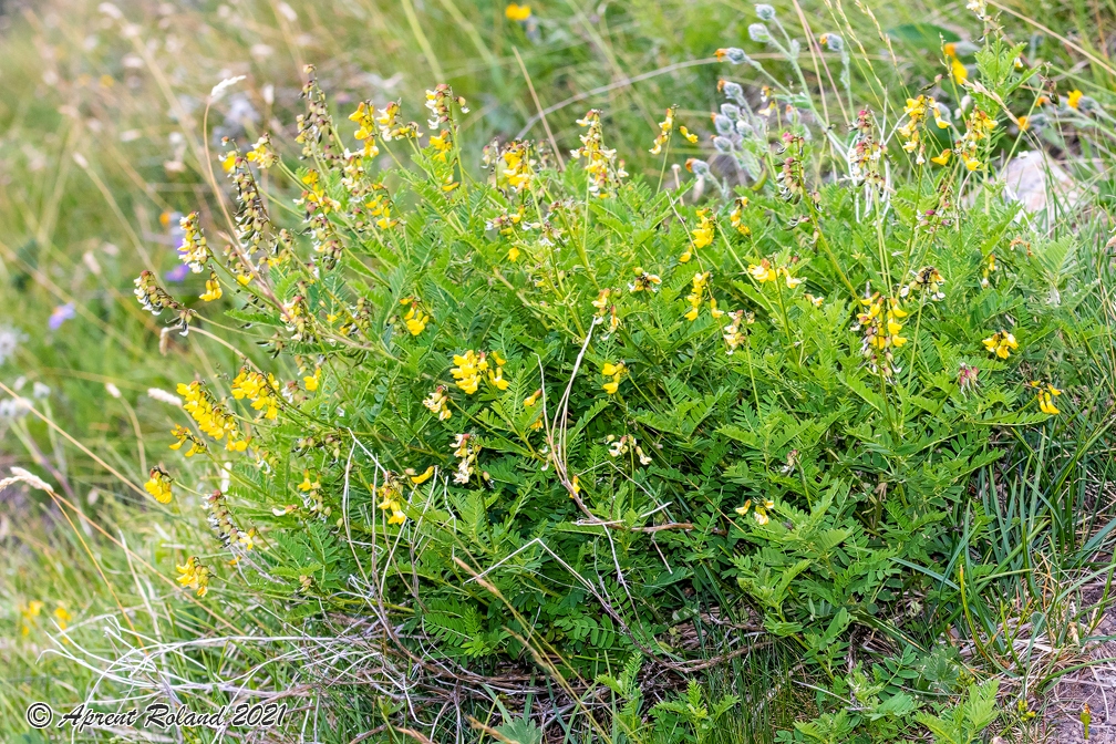 Astragalus penduliflorus 21