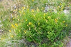 Astragalus penduliflorus 21