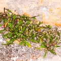Hymenolobus pauciflora 11