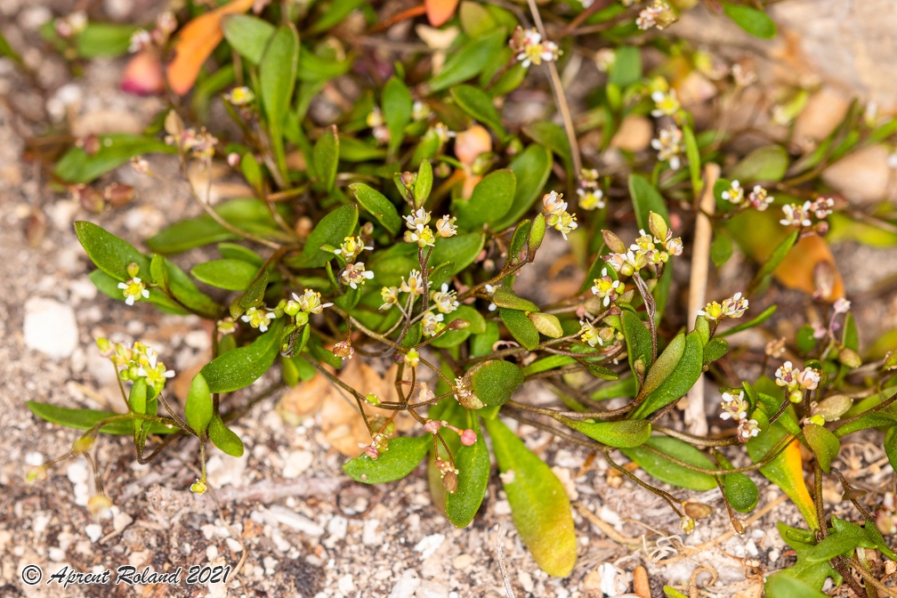 Hymenolobus pauciflora 12