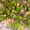 Hymenolobus pauciflora 14