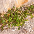 Hymenolobus pauciflora 15