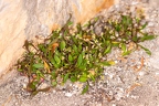 Hymenolobus pauciflora