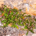 Hymenolobus pauciflora 26