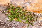 Hymenolobus pauciflora 26