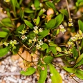 Hymenolobus pauciflora 29