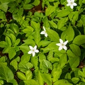 Anemone trifolia 04