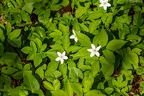 Anemone trifolia 04